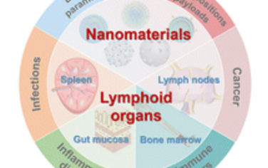 Chem. Soc. Rev.：淋巴组织靶向纳米材料用于癌症、炎症及其他疾病的免疫调节