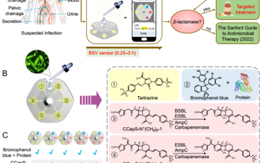 Nat. Commun：对β-内酰胺酶亚型进行快速可视化鉴定以实现精准的抗生素治疗