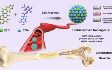 Nano Lett：精准比例草药衍生的药物组装构建骨靶向超分子纳米激动剂以逆转骨质疏松