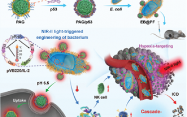 Adv. Mater：NIR-II响应性杂化系统可通过细菌和肿瘤细胞的基因工程实现级联增强的抗肿瘤免疫