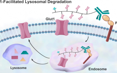 JACS：溶酶体靶向嵌合体用于实现Glut1促进的靶向蛋白质降解