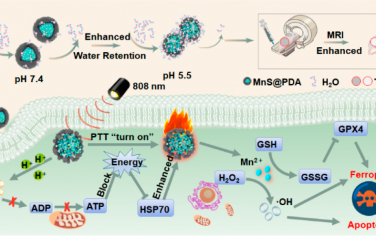 ACS Nano：PDA纳米结构可增强水与pH响应性硫化锰纳米团簇的相互作用以增强MRI对比和协同铁死亡-光热治疗