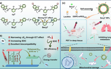 Angew：可有效生成单线态氧的近红外七甲川花菁光敏剂用于抗癌光动力治疗