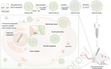 Biomaterials：多合一脂质聚合物纳米递送系统用于缺血性疾病的基因治疗