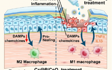 ACS Nano：纳米二氧化铈介导的环孢素A递送可通过调节免疫-上皮相互作用治疗干眼症