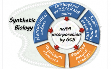 Chem. Rev.：非经典氨基酸在合成生物学中的细胞位点特异性掺入