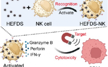 ACS Nano：阳离子磁性纳米颗粒可激活自然杀伤细胞以治疗胶质母细胞瘤