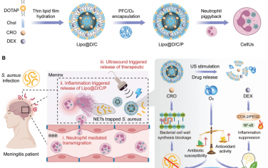 Adv. Mater：生物工程化中性粒细胞用于实现智能响应的脑部感染治疗