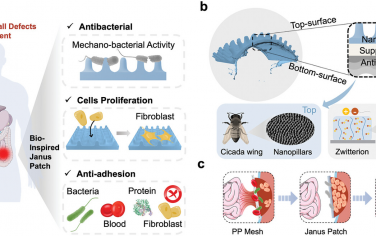 AFM：仿生Janus贴片治疗腹壁缺损
