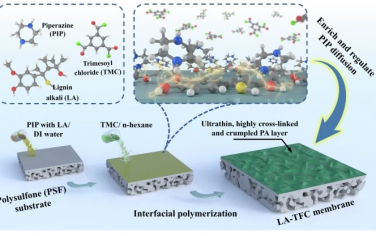 Nat Commun：木质素碱调节界面聚合向超选择性和高渗透性纳滤膜