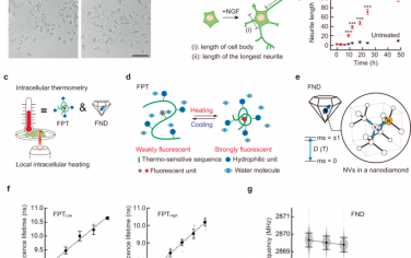 Nature Communications：通过操纵和测量细胞内温度揭示热信号在神经元分化中的意义