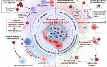 Biomaterials综述：利用纳米药物逆转肝细胞癌免疫抑制微环境
