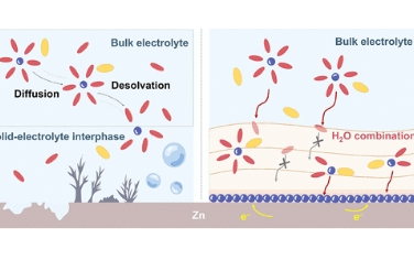 ACS Nano：通过双功能蛋白膜定制局部电解质以获得稳定的锌阳极