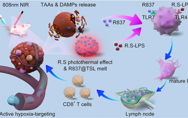 Nano Lett：免疫佐剂修饰的球形红杆菌用于增强癌症光热免疫治疗