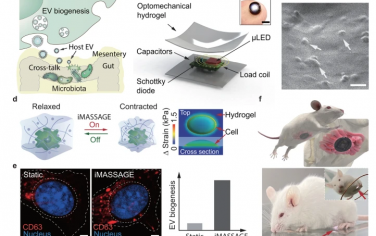 Nature Communications：机电刺激自体细胞外囊泡生物合成植入物调节肠道微生物群