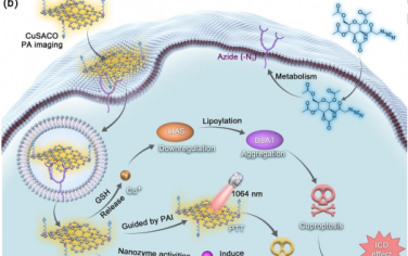 Angew：生物正交Cu单原子纳米酶用于实现协同的纳米催化治疗、光热治疗、铜死亡和免疫治疗