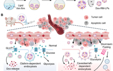 ACS Nano：仿生纳米囊泡可协同短期禁食增强三阴性乳腺癌化疗