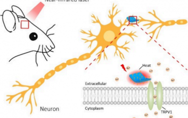 ACS Nano：石墨炔可作为高效、靶向神经元的光热换能器以用于体内神经调节