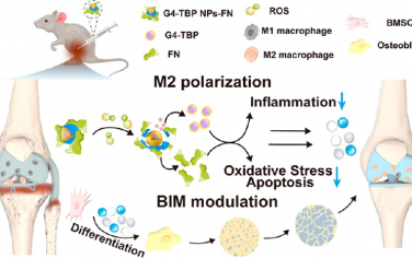ACS Nano：纳米颗粒可通过多重调节骨微环境以治疗骨关节炎