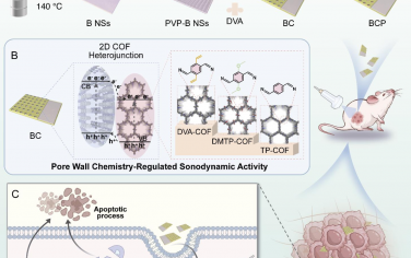 Angew：调节孔壁化学增强二维共价有机框架异质结的声动力活性以用于促氧化纳米治疗