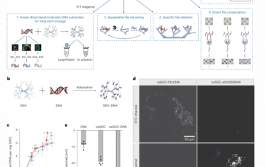 Nature Nanotechnology：原始DNA存储和计算引擎