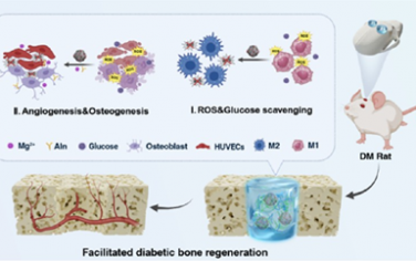 ACS Nano：可多层催化葡萄糖消耗和清除活性氧的纳米酶复合水凝胶用于促进糖尿病骨再生