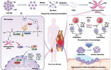 Adv. Mater：利用硒纳米粒子快速激活硒蛋白以抑制破骨细胞生成和病理性骨缺损