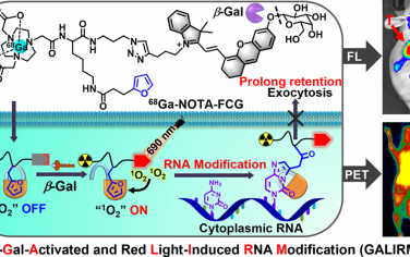 Anal. Chem：β-半乳糖苷酶激活和红光诱导的RNA修饰策略用于实现延长的近红外荧光/PET双模态成像