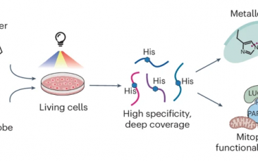 Nature Chem：光敏剂-化学探针分子连续对组氨酸标记