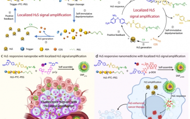 Nature Communications：带有局部H₂S信号放大的自毁型聚（硫代氨基甲酸酯）用于精准癌症成像和治疗