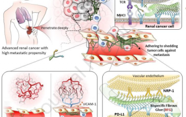 Biomaterials：双特异性纤维胶可协同增强血管正常化和抗肿瘤免疫以实现晚期肾癌治疗