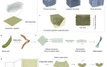 Nature Commun：调节蒸发过程形成梯度曲率构筑石墨烯超结构