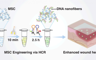 Nano Lett：利用多组分共组装DNA纳米纤维对间充质干细胞进行工程化以促进伤口愈合