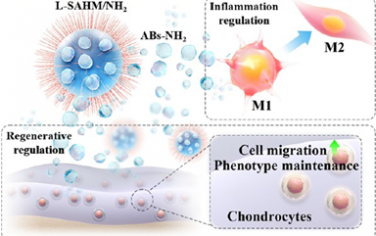 ACS Nano：具有炎症调节作用和软骨亲和力的淋巴细胞源性工程化凋亡小体用于骨关节炎治疗