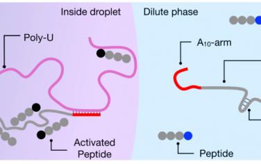 Angew：液滴调节核酸催化性质
