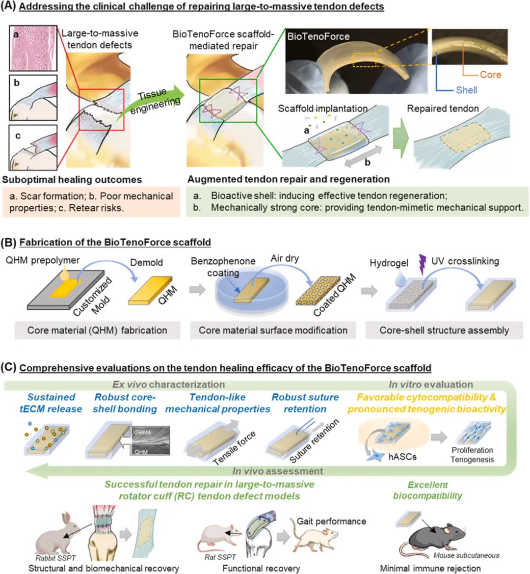 Bioactive Materials：构建细胞外基质功能化、承重肌腱替代物，有效修复大到大块肌腱缺损