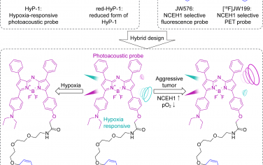 Angew：双因子激活的共价靶向光声成像探针用于肿瘤显像