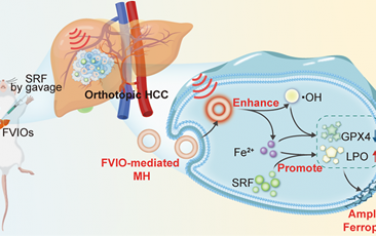 ACS Nano：胞内磁热疗法可通过增强铁死亡实现原位肝细胞癌化疗增敏