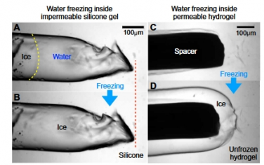 Sci. Adv.：脱水导致脆性水凝胶在冷冻过程中受损