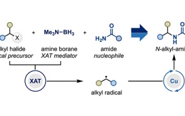 JACS：Cu催化胺硼烷对酰胺烷基化