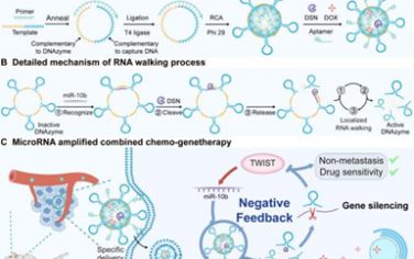 Angew：自适应激活DNA酶纳米组装体以实现协同联合的基因治疗
