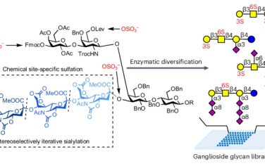Nature Chem：酶催化-化学催化合成糖苷脂聚糖以及研究唾液酸化或硫酸化的结构与功能