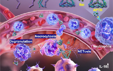 ACS Nano：基于框架核酸和中性粒细胞、负载黄芩苷的纳米平台用于靶向抗炎治疗