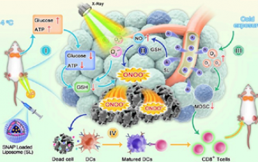 ACS Nano：利用冷暴露疗法增敏纳米药物介导的乳腺癌放射免疫治疗