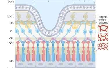 Nature Reviews Bioengineering：纳米技术用于视力恢复