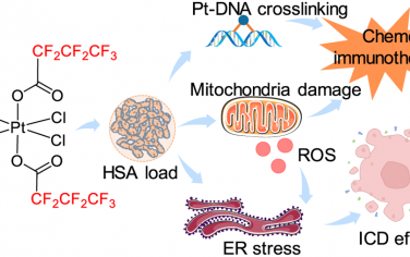 ACS Nano：具有全氟化碳链和人血清白蛋白包封的Pt(IV)可实现高效的抗肿瘤化学免疫治疗