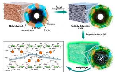 Nat Commun：室温磷光木水凝胶