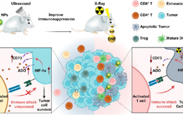 ACS Nano：抑制胞外5′-核苷酸酶(CD73)免疫检查点促进T细胞浸润和活性以增强胶质母细胞瘤免疫治疗