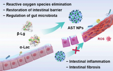 ACS Nano：口服益生元蛋白活性氧纳米清除剂以协同治疗炎症性肠病的炎症和纤维化