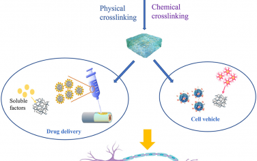 Bioactive Materials：肽基水凝胶在神经再生中的研究进展